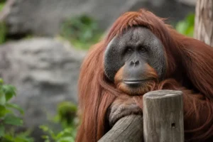 Orang-oetan Kevin overleden na snelle achteruitgang gezondheid